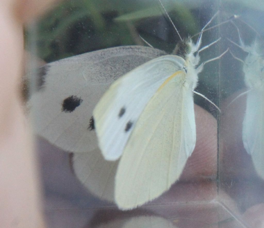 Pieris rapae?  S